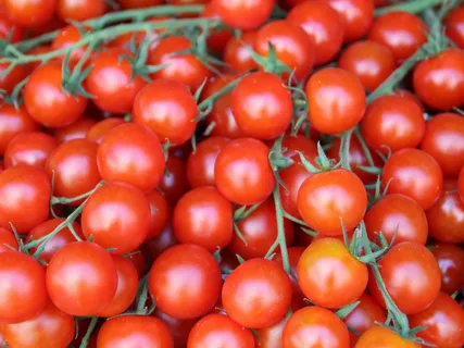 تصویر 4 از گوجه‌ فرنگی گلخانه‌ ای رسیده و آبدار